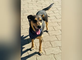 Shiva, ca. 4 Jahre jung, 40 cm, wartet auf ein tolles Hundeleben