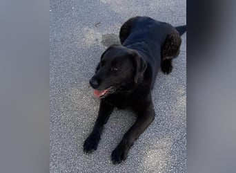 BEPO❤️ verschmuster, kluger Labbi-Rüde sucht dringend seine neue Familie