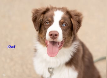 Australian Shepherd Welpen Rüden, ASCA