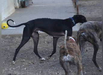 Faro2 05/2022 (in Deutschland) - verspielter und lieber, bezaubernder Galgo!