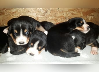 Entlebucher Sennenhund-Welpen "vom Zwergenstübchen" mit Ahnentafel