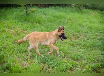 DELIA - die verspielte, aktive und menschenbezogene Maus sucht ein liebes Zuhause