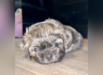 Malteser/Shih-Tzu