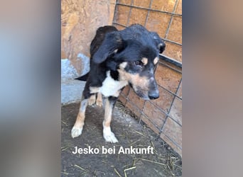 Jesko aus der Tötung