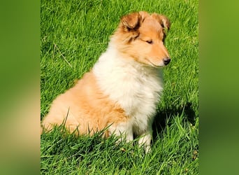 Collie Welpen