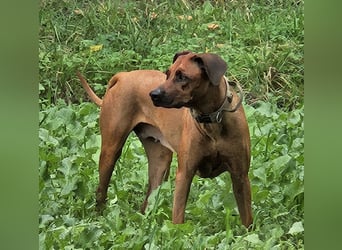 Rodesian Ridgeback Welpen im Kennel "Free Spirit"