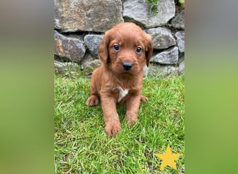 Labradoodle F1 Welpen in Red Apricot