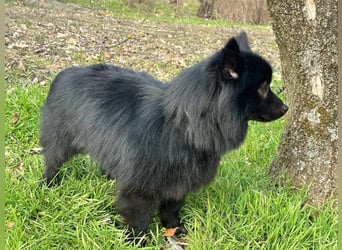 Leo, geb. 12.02.2021, 42 cm, wünscht sich ein tolles Hundeleben