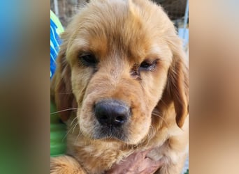 LEO❤️ junger, verschmuster Chow-Chow-Retriever-Mischlingsbub