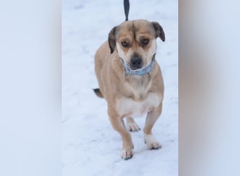 Wilma - ruhige, nette, kleine Hündin