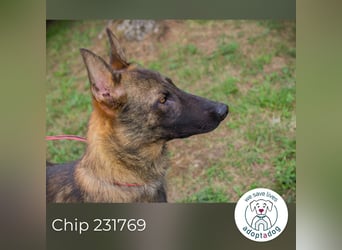 Chip 231769: Sucht ein Zuhause