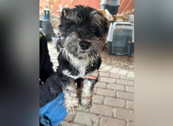 Blacky, geboren 25.05.2024, 24cm sucht sein Glück