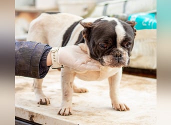 Sanyi, kleiner franz. Bulldogenmischling Bubi