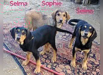 Selina2 geb. 09/2024 (in Deutschland) - aufgeschlossene und kluge Junghündin!