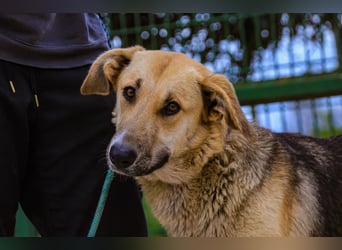 Honey,  Schäferhund-Mix, lieb und sozial