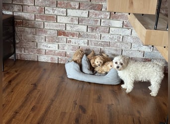 Wunderschöne Maltipoo Welpen!!! (Malteser/Zwergpudel)