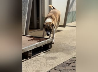 Die liebenswerte BOUNTY sucht ihr Zuhause!