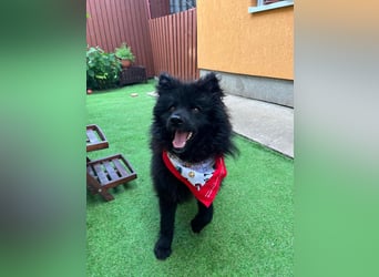 Koda2 – junger Herzenshund mit Kuschelfaktor
