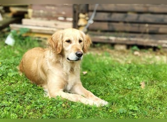 Golden Retriever Hündin erwachsen