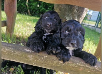 Schwarze Cockerdoodle Perlen