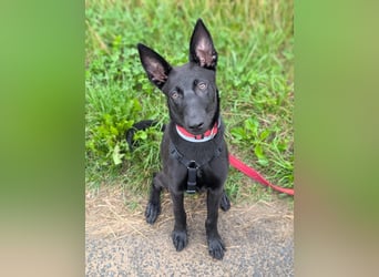 Lilly - intelligent&lernwillig