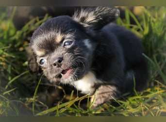 Chihuahuawelpen