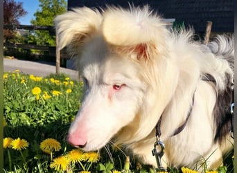 Alaska3 06/2024 (in Deutschland) - eine ganz besondere Border-Collie Hündin!