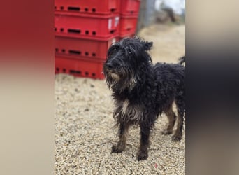 Borzi VA – Sensible Schnauzermix-Hündin sucht ein ruhiges Zuhause bei einer einfühlsamen, ruhigen Pe