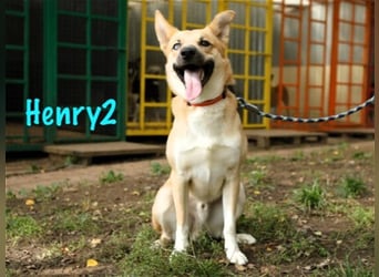 Henry2 06/2020 (RUS) - cleverer und verspielter vermutl. Husky-Mix sucht sportliche Menschen!