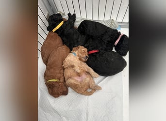 Wunderschöne Cockapoo/Cockerpoo Welpen