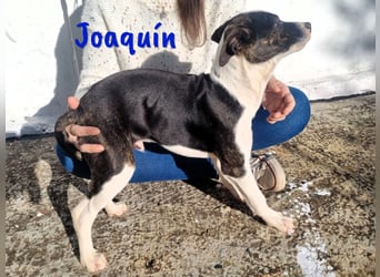 Joaquín 10/2024 (ESP Pflegestelle) - neugieriger und zärtlicher, kleiner Bodeguero-Mix Welpe!