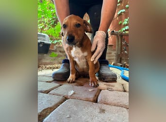 Mandy, geboren 25.03.2025, 29cm sucht ihr Zuhause