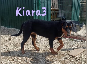 Kiara3 03/2022 (GRC) - verspielte und verschmuste, bildhübsche junge Hündin!