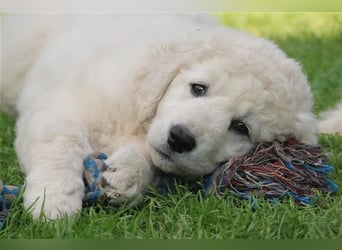 Kuvasz Welpen - Zucht - vom Crystal Diamonds - Mitglied im VDH/ FCI.