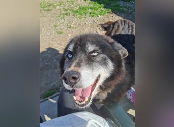 Huskymix Alek soll nicht im Shelter sterben