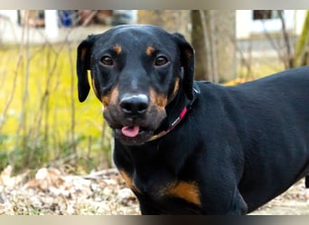 Chapi - quirliger, verschmuster Familienhund - Tierhilfe Franken e.V.