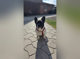 Französische Bulldogge Inge sucht Zuhause oder Pflegestelle