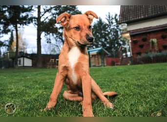 Simba, kleiner Hundejunge sucht ein Zuhause