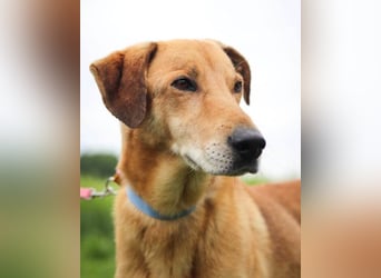 Vizsla-Mix-Rüde Bongo: schmusig und klug