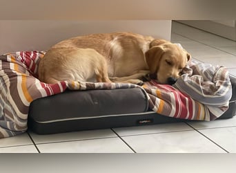 Labradoodle/Retriver 7 monate
