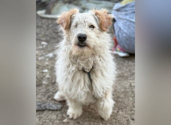 Lucky ❤️ fröhlich+aufgeweckt sucht dich!