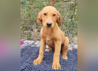 Kimbo ❤️ verspielter Labi-Bracke-Mix Bub