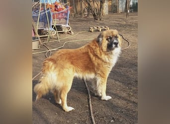 Ursu - freundlicher, verschmuster Herdenschutzhund Mix Rüde / z.Zt. noch in Rumänien
