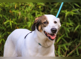 Chico, Mix Labrador / Beagle, lieb und sozial