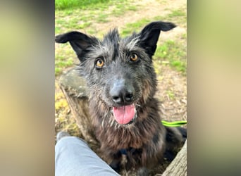 Lotte, zauberhafte Dame sucht ihren Menschen
