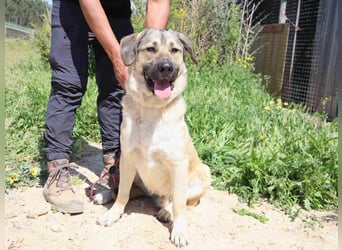 Lovis, Mix Labrador / Rafeiro Alentejano