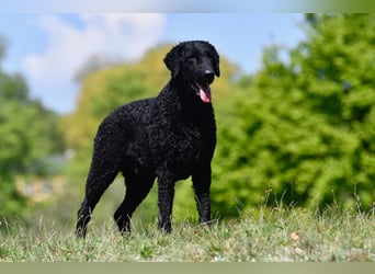 Curly Coated Retriever – braune Rüden (8 Wochen) aus dem Zwinger Cornrow