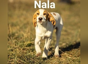 Nala - aktive Leute sind gefragt!