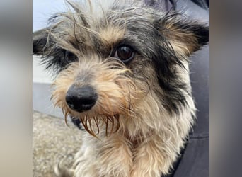 AMOR - KLEINER YORKIE MIX