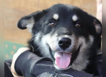 Husky-Mix-Rüde ♥Khan♥ fit, freundlich + klug